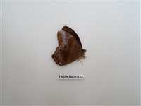 藏品(眼蝶科)的圖片